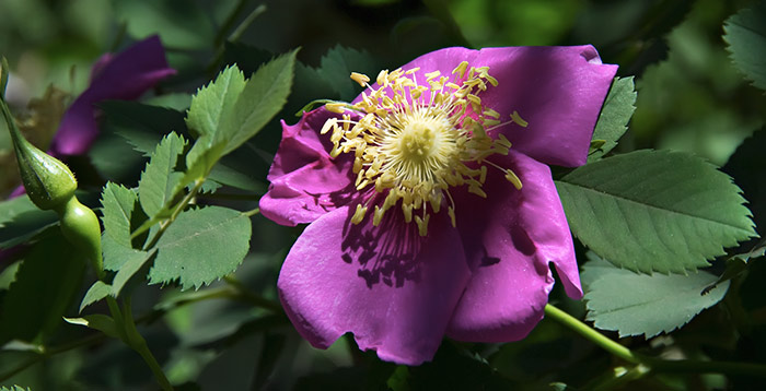 wide angled rose